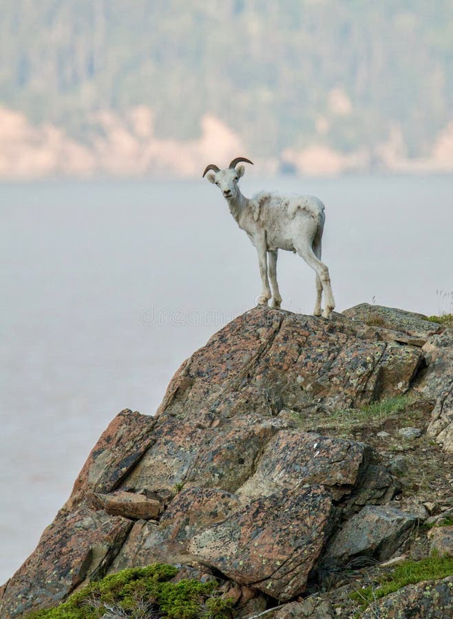 Dall Sheep On Cliffs in Alaska