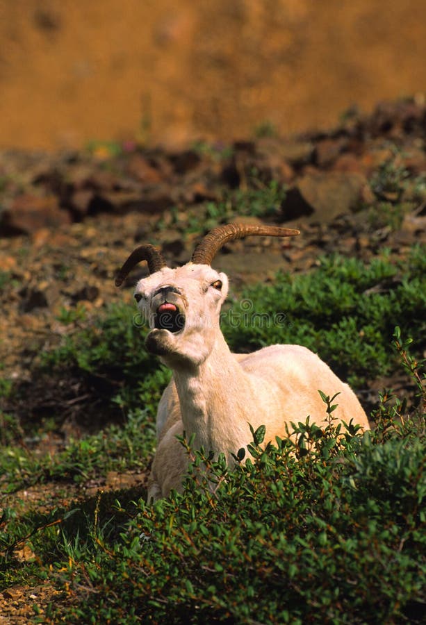 Dall Sheep Ewe Yawning royalty free stock images
