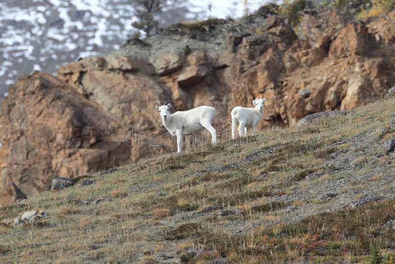 Dall Sheep (Orvis dalli)Sheep Mounten Alaska,USA stock photo Dall Sheep (Orvis dalli)Sheep Mounten Alaska,USA stock photo