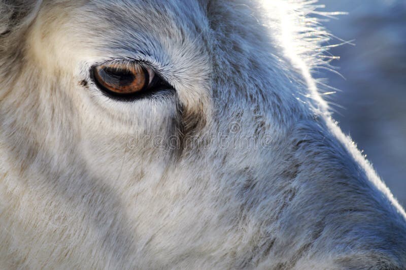 Dall Sheep stock photo. Image of calm, color, life, expression 84794708
