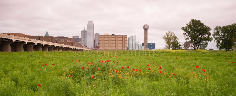 Dallas Texas City Skyline Metro Downtown-Drievuldigheidsrivier Wildflowe stock foto's Dallas Texas City Skyline Metro Downtown-Drievuldigheidsrivier Wildflowe stock foto's