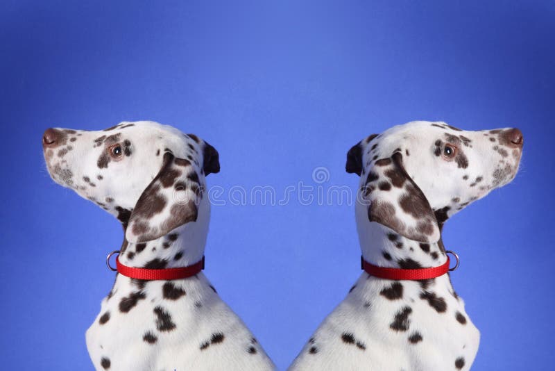 Dalmatian