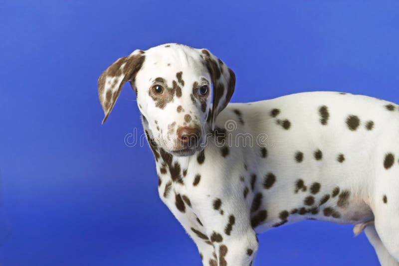 Dalmatian