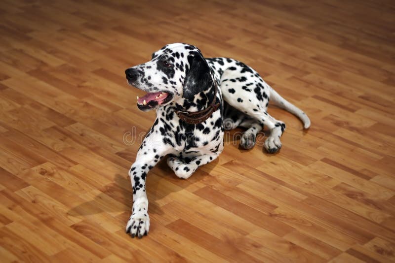 Dalmatian foto de stock royalty free Dalmatian foto de stock royalty free