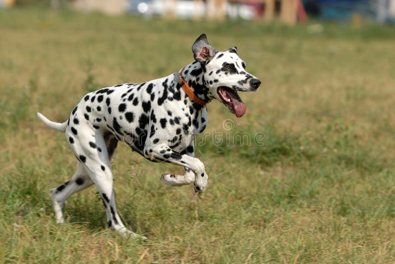 Are Dalmatians A Good Family Dog