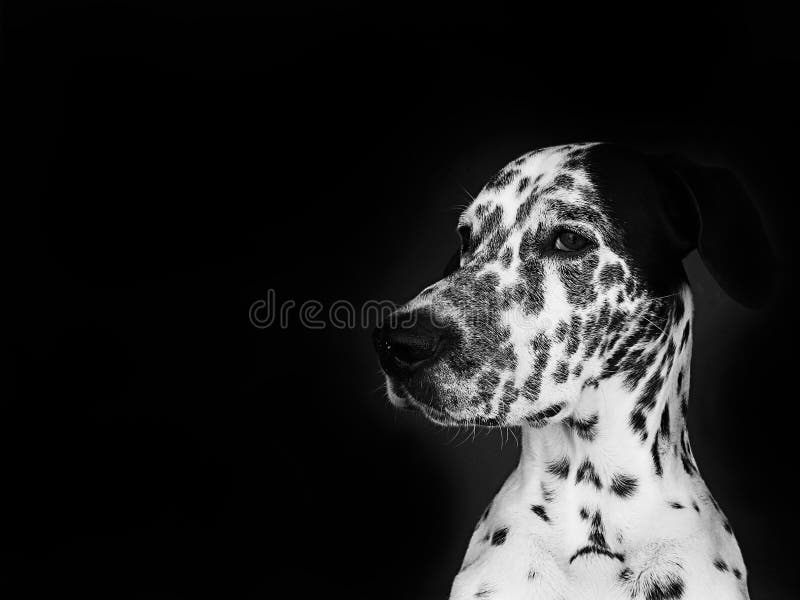 Dalmatian royalty free stock images