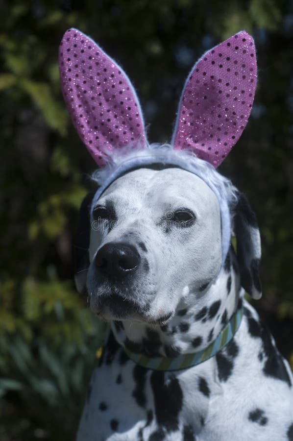 Dalmatian con los oídos del conejito imagen de archivo libre de regalías Dalmatian con los oídos del conejito imagen de archivo libre de regalías