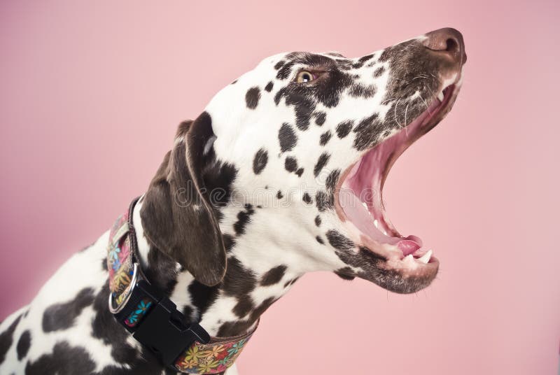 Dalmatian di sbadiglio fotografia stock libera da diritti Dalmatian di sbadiglio fotografia stock libera da diritti