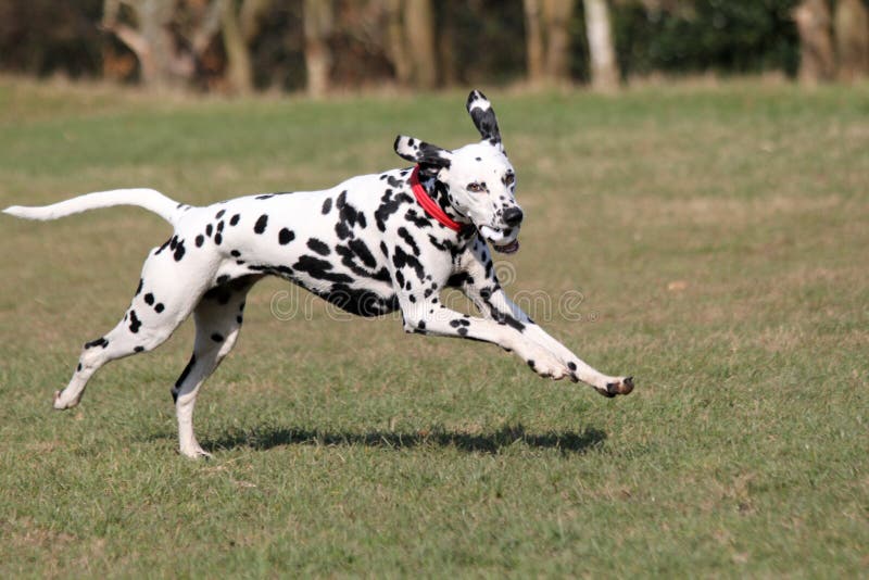 dalmatian running