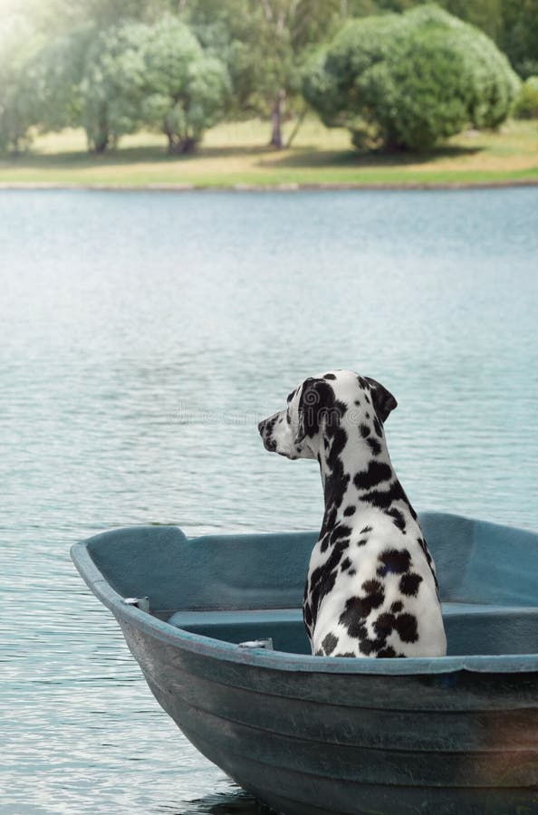 Dalmatian dog sailing on a boat