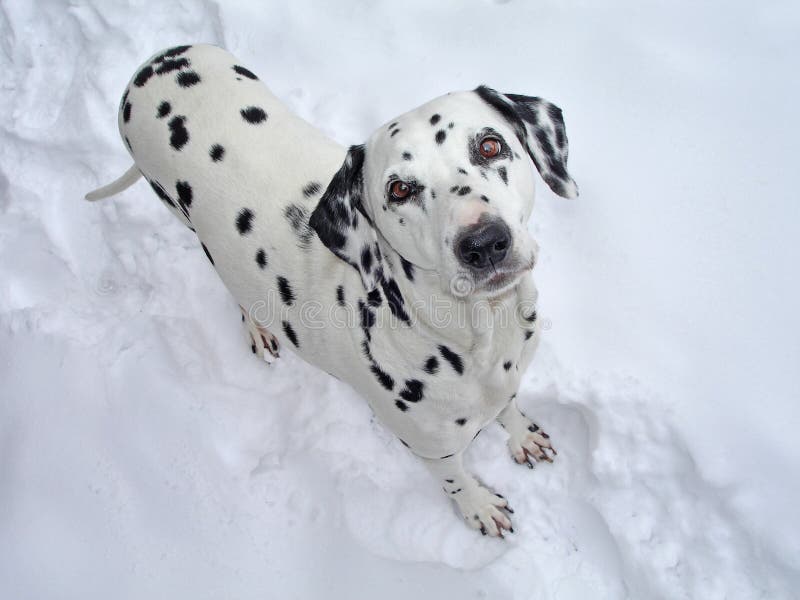 Dalmatian Dog in the Snow stock image. Image of nature - 12928215