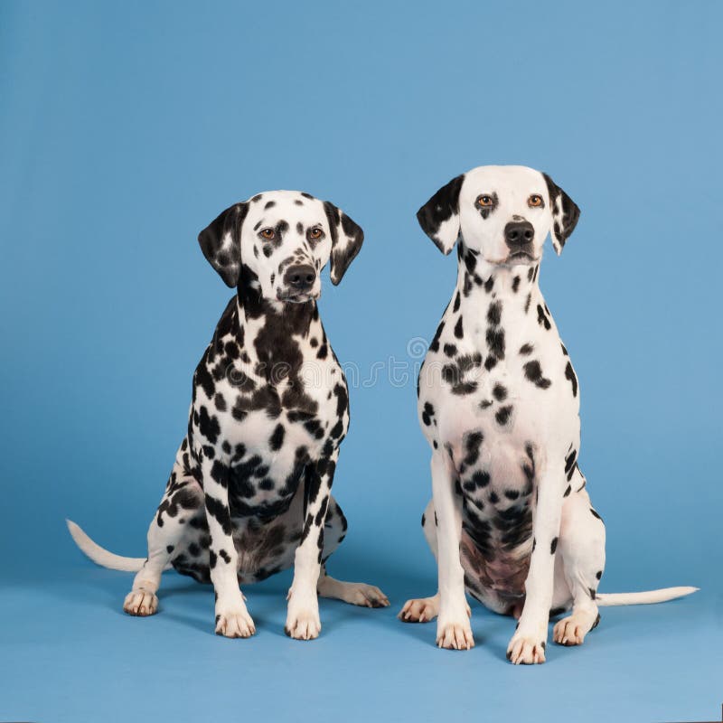 Dalmatian Dogs On Blue Background Stock Image Image of together