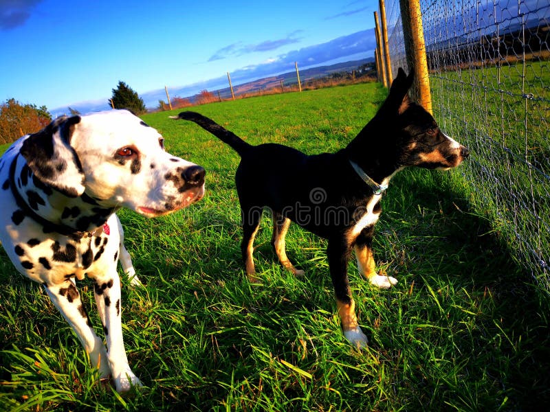 Dalmatian e collie, cucciolo, guardano da lontano immagine stock Dalmatian e collie, cucciolo, guardano da lontano immagine stock