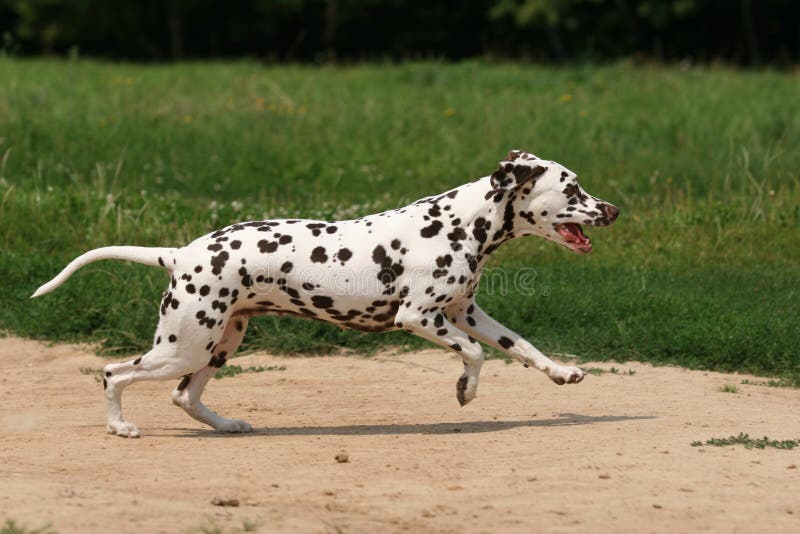 Dalmatian dog stock photo. Image of head, domestic, pedigree 8775456