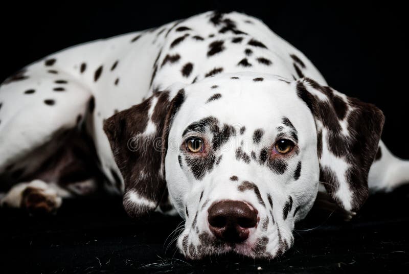 Dalmatian Liver Spotted Lying Stock Image Image Of Alertness