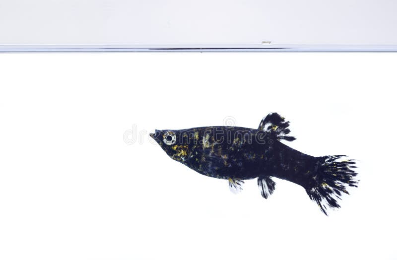 1 632 Molly Fish Photos Free Royalty Free Stock Photos From Dreamstime
