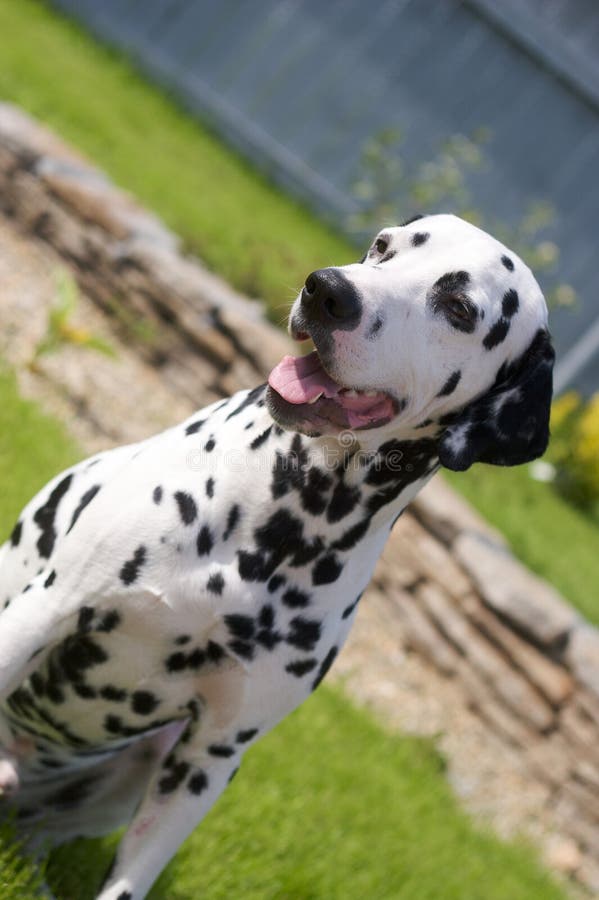 Dalmatian outside