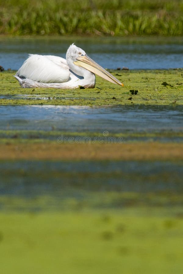 Dalmatian Pelican