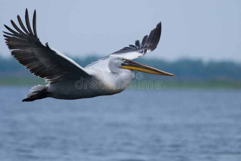 Dalmatian Pelican