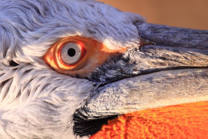 Dalmatian pelican