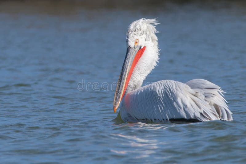 Dalmatian Pelican