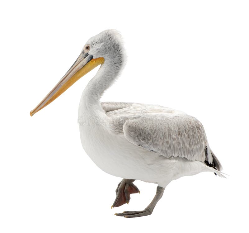 Dalmatian Pelican - Pelecanus crispus(18 months)