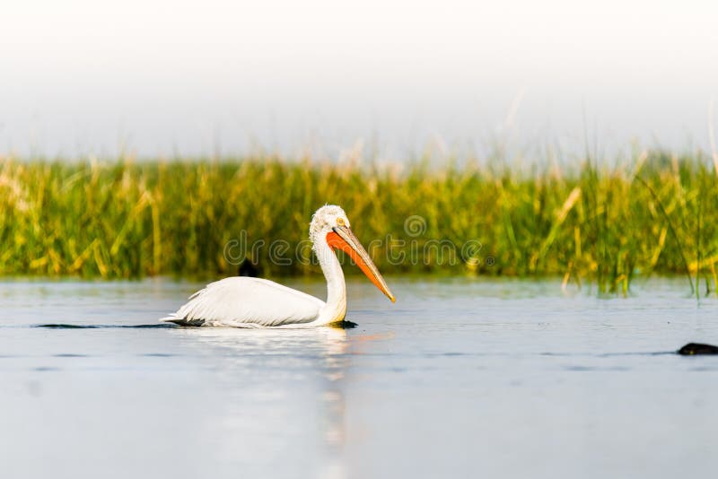 Dalmatian Pelican swimming