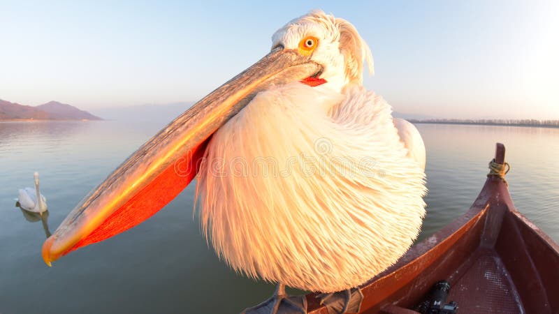 Dalmatian Pelican & x28;Pelecanus crispus& x29