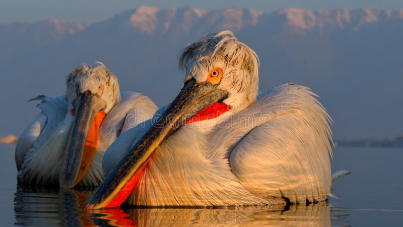 Dalmatian Pelican & x28;Pelecanus crispus& x29