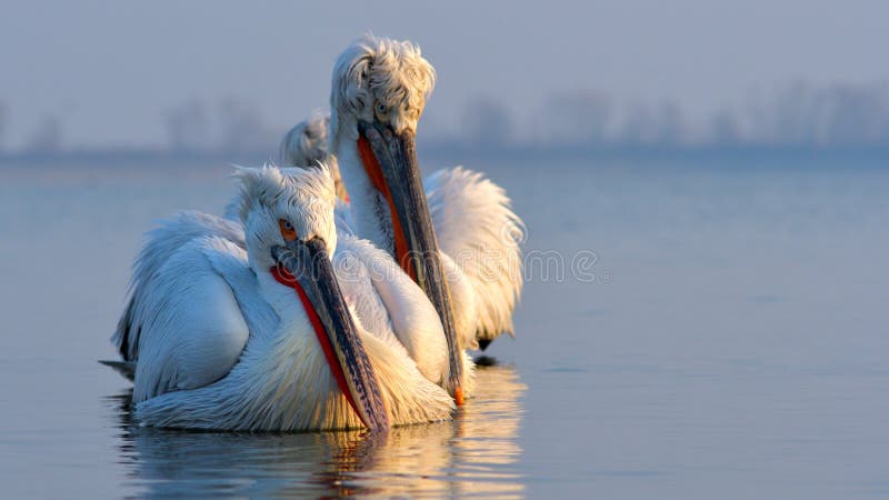 Dalmatian Pelican & x28;Pelecanus crispus& x29