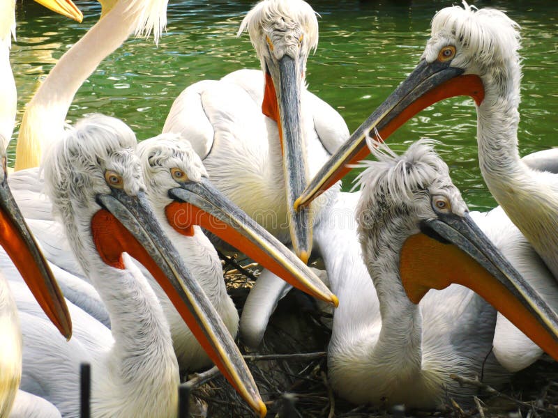 Dalmatian pelicans / Pelecanus crispus