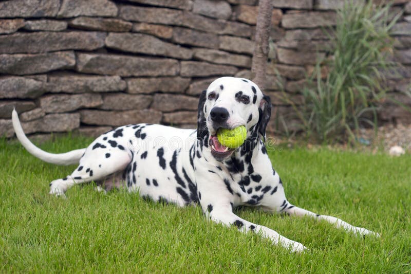 Dalmatian playing with a ball