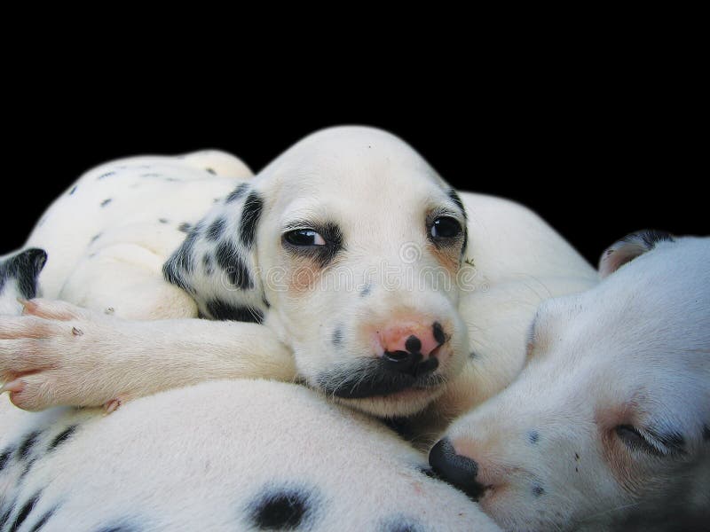 how many puppies can a dalmatian have