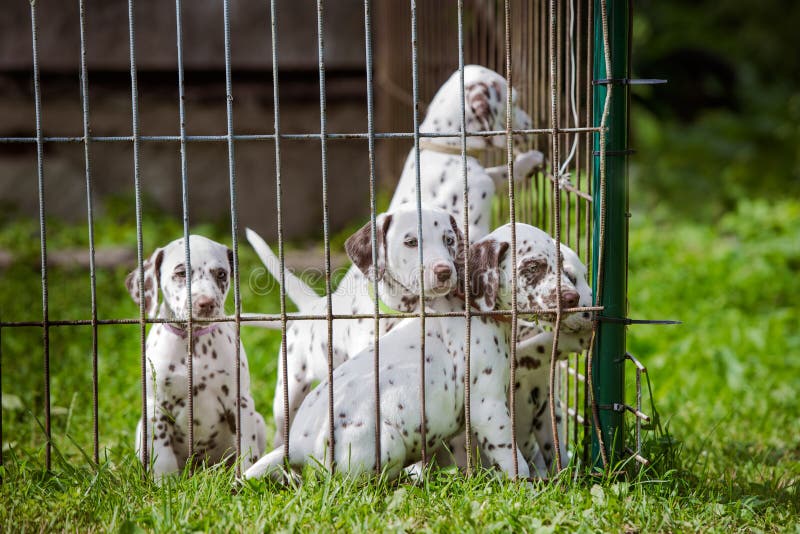 how many puppies can a dalmatian have