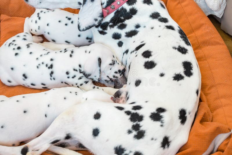 181 Dalmatian Puppies Photos Free Royalty Free Stock Photos From Dreamstime