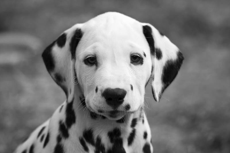 Dalmatian puppy portrait stock photo. Image of cute, spotted 10524552