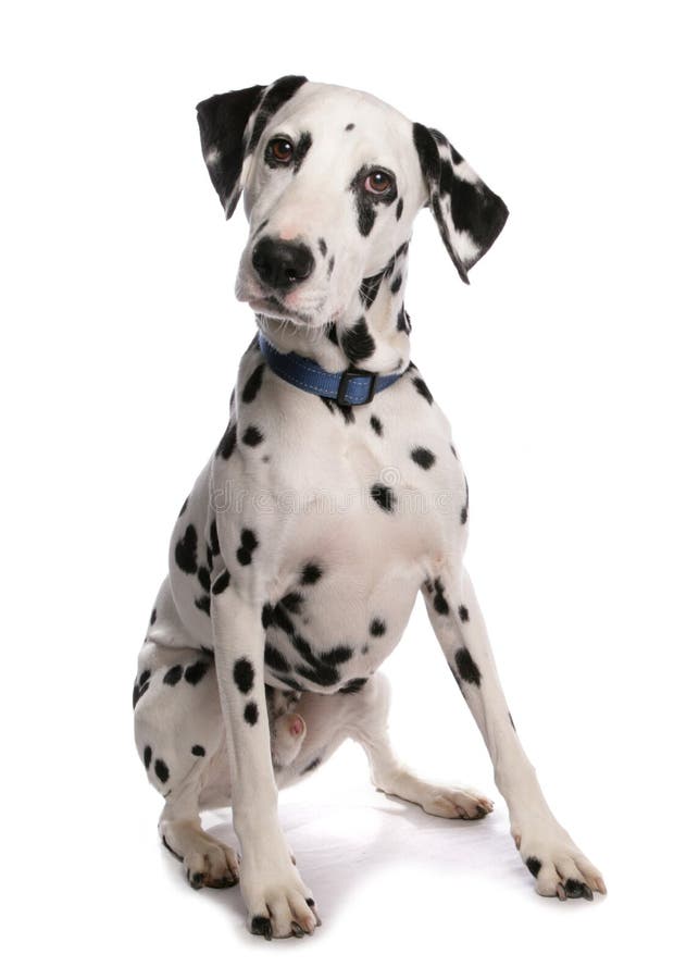dalmatian собака dalmatian собака