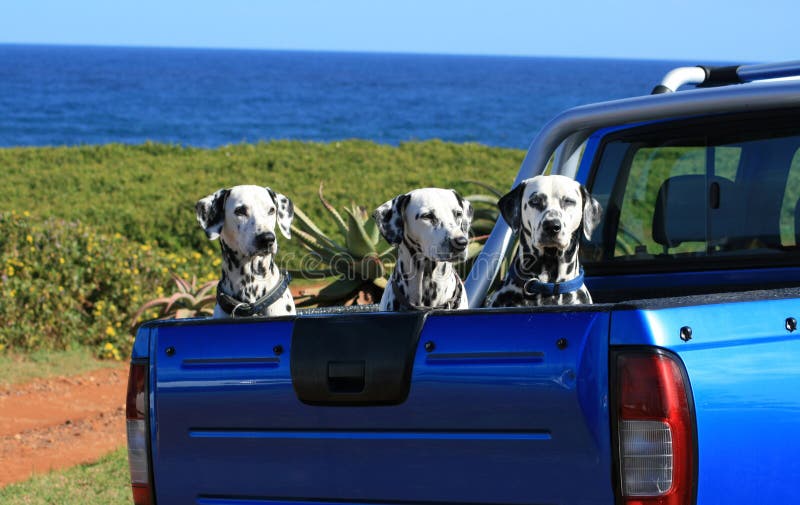 Three Dalmatian dogs on the back of a car at the sea. Three Dalmatian dogs on the back of a car at the sea