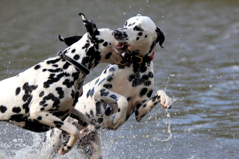 Dalmatians play fighting in water