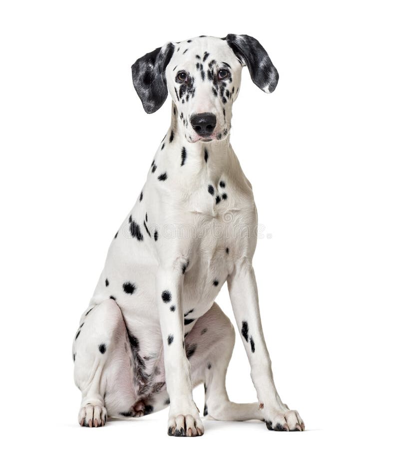 Dalmatinischer Hund, Der Die Kamera Sitzt Und Betrachtet Stockfoto