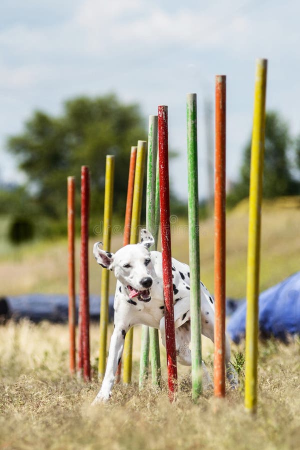 Dalmation demuestra polos de la armadura en la competencia de la agilidad imágenes de archivo libres de regalías Dalmation demuestra polos de la armadura en la competencia de la agilidad imágenes de archivo libres de regalías