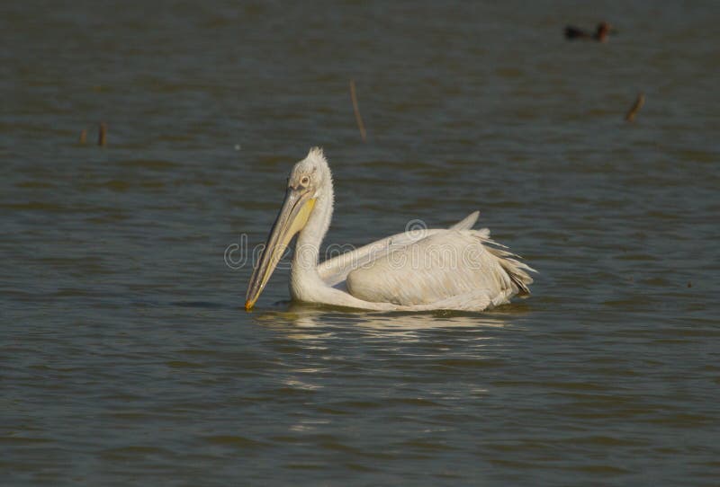 Dalmation Pelican swimming