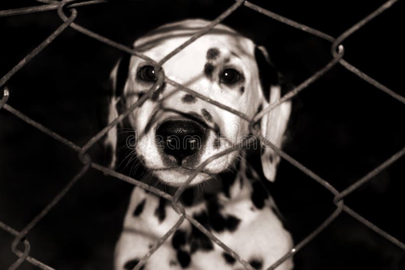 Dalmatian puppy looking through the fence. Dalmatian puppy looking through the fence.