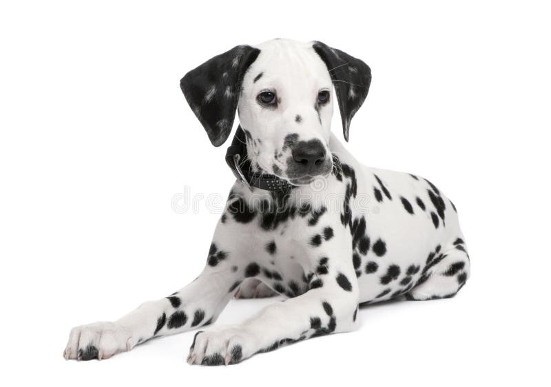 Dalmatian puppy in front of a white background. Dalmatian puppy in front of a white background