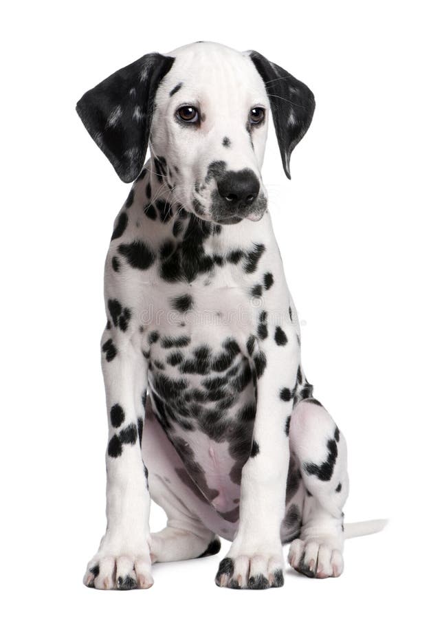 Dalmatian puppy in front of a white background. Dalmatian puppy in front of a white background