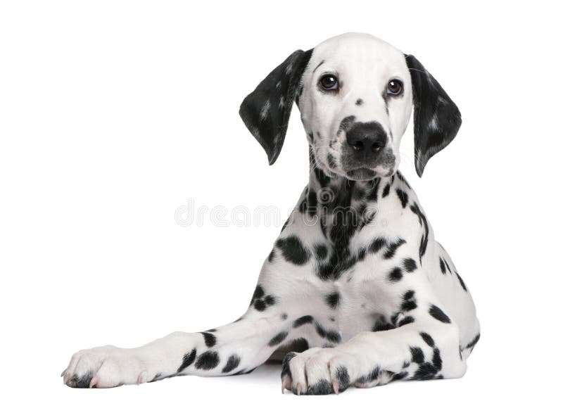 Dalmatian puppy in front of a white background. Dalmatian puppy in front of a white background