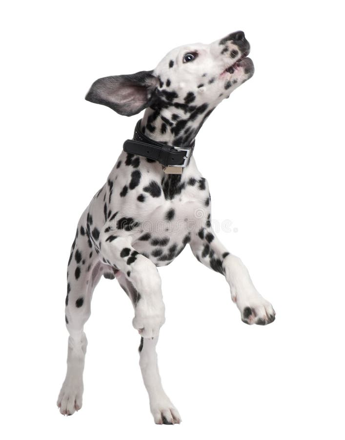 Dalmatian puppy in front of a white background. Dalmatian puppy in front of a white background