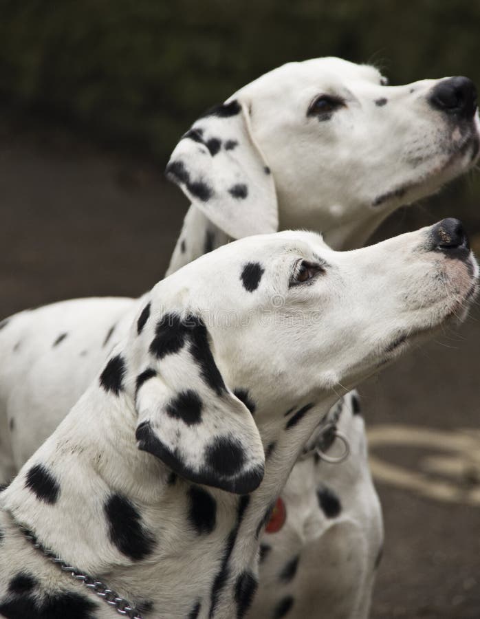 Dalmatische honden stock afbeeldingen Dalmatische honden stock afbeeldingen