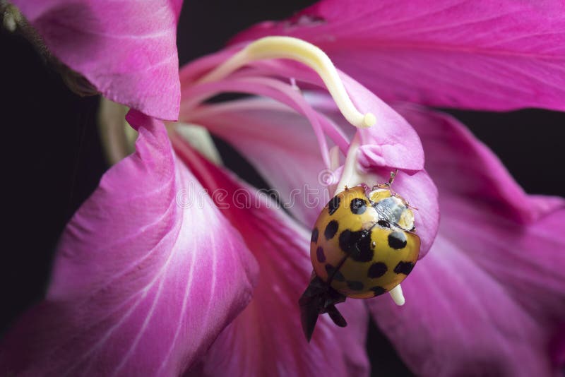 Dam Beetle i Thailand och South East Asia royaltyfria bilder Dam Beetle i Thailand och South East Asia royaltyfria bilder