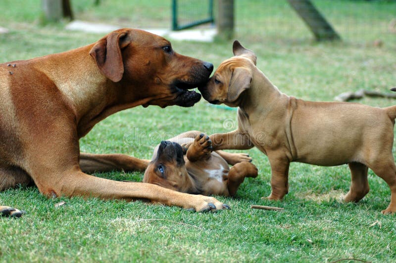 A thoroughbred Rhodesian Ridgeback hound female teaching her puppies correct social dog behavior. Rhodesian puppies stock images, royalty-free photos and pictures